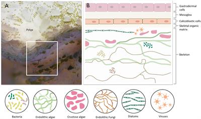 The Skeleton and Biomineralization Mechanism as Part of the Innate Immune System of <mark class="highlighted">Stony Corals</mark>